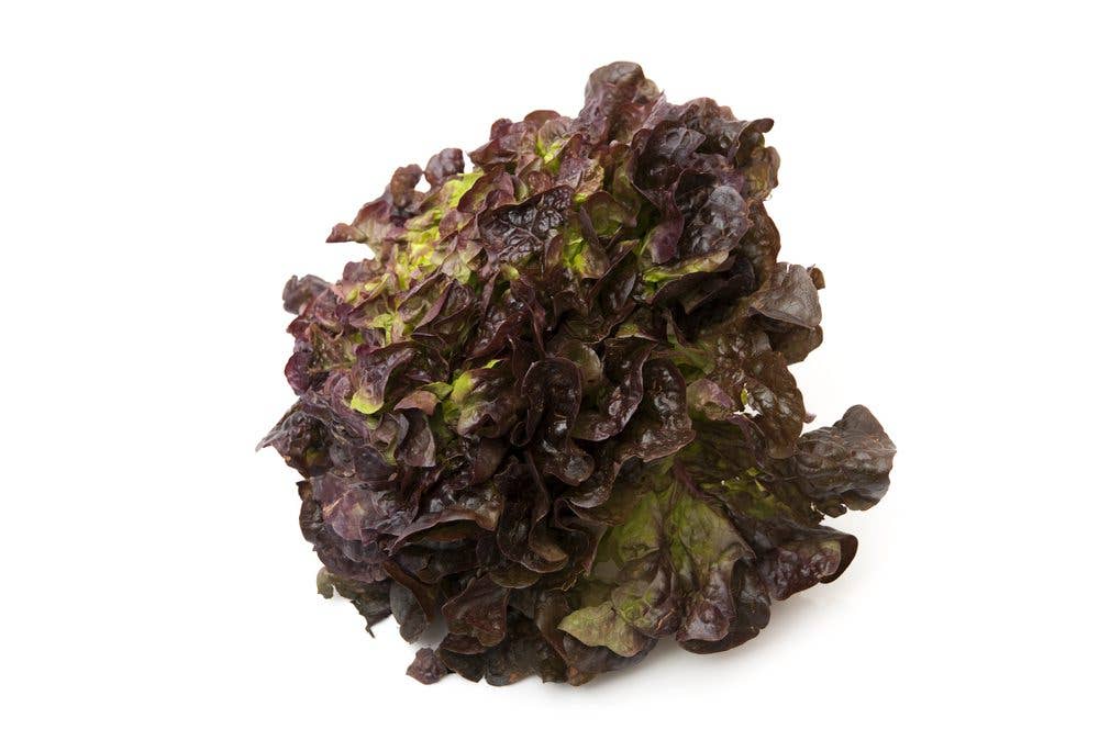 Oak Lettuce - Loose Leaf Lettuce