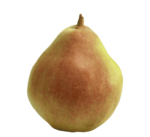 comice-pear-variety